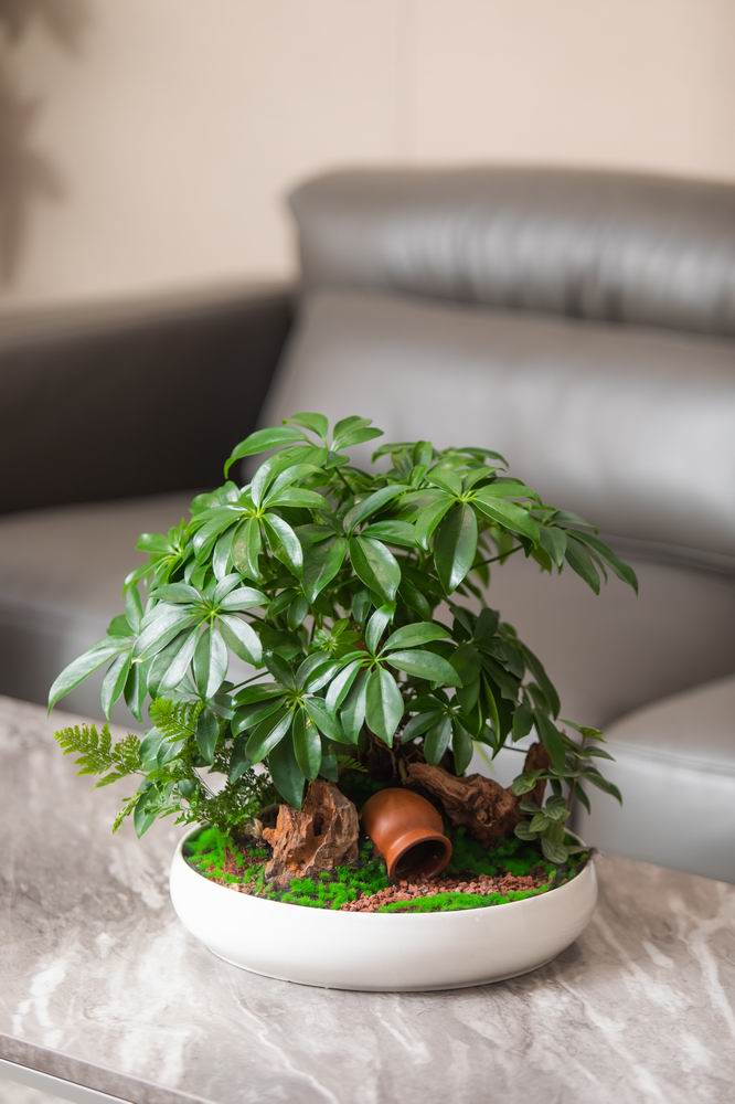 小型植物